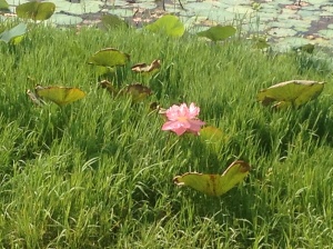 Lotusblomma i Vellayani lake